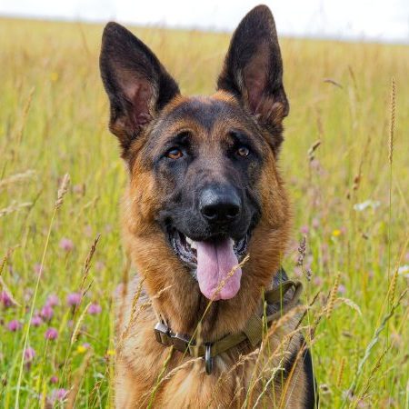 Gaia the dog — Chief Morale Officer