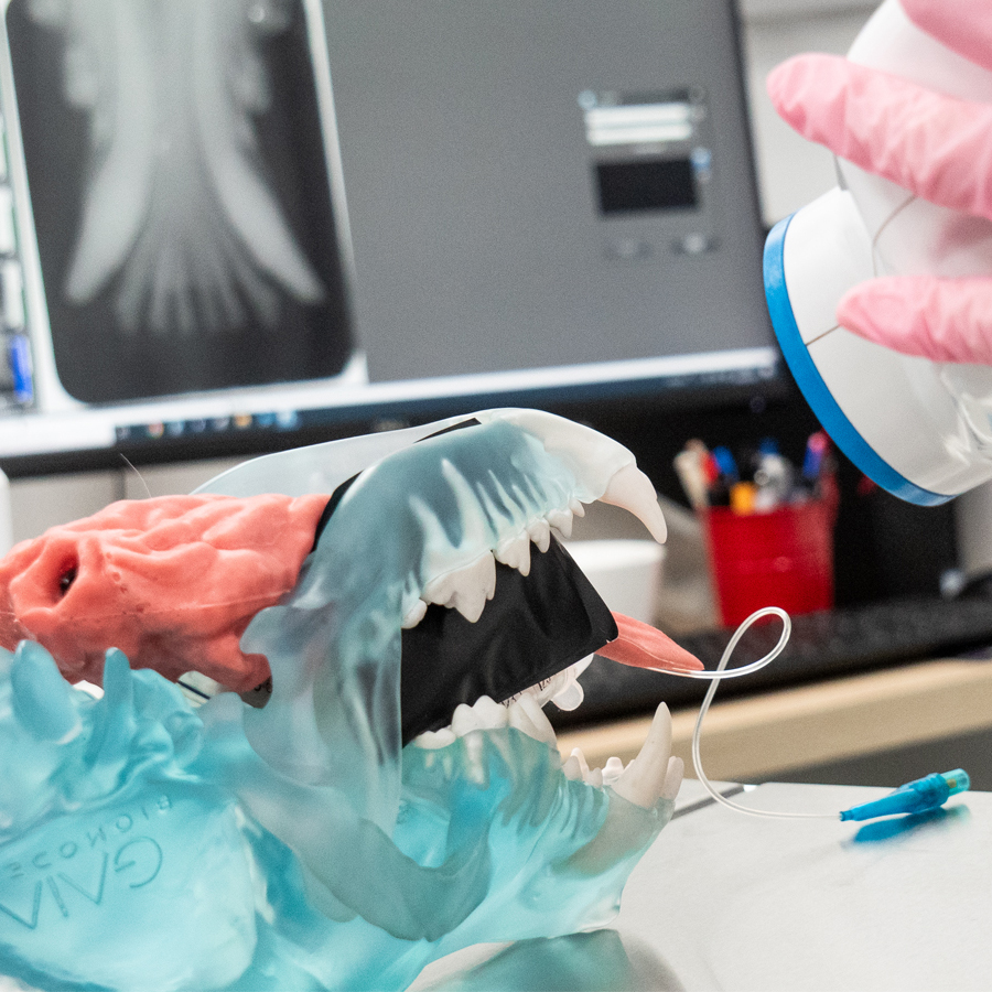Betty and Mr. Domino dental models in a clinic with a dental X-ray sensor and radiographs on screen
